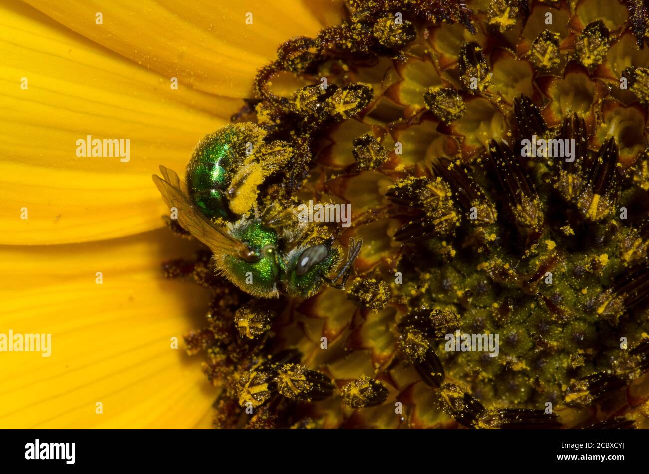 Sweat Bee, Augochlorella sp., foraging on Common Sunflower, Helianthus annuus Stock Photo