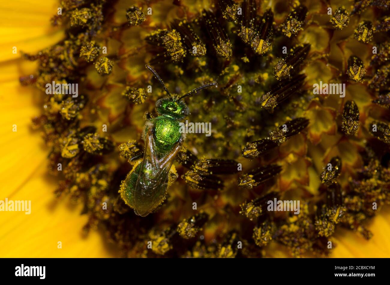 Sweat Bee, Augochlorella sp., foraging on Common Sunflower, Helianthus annuus Stock Photo