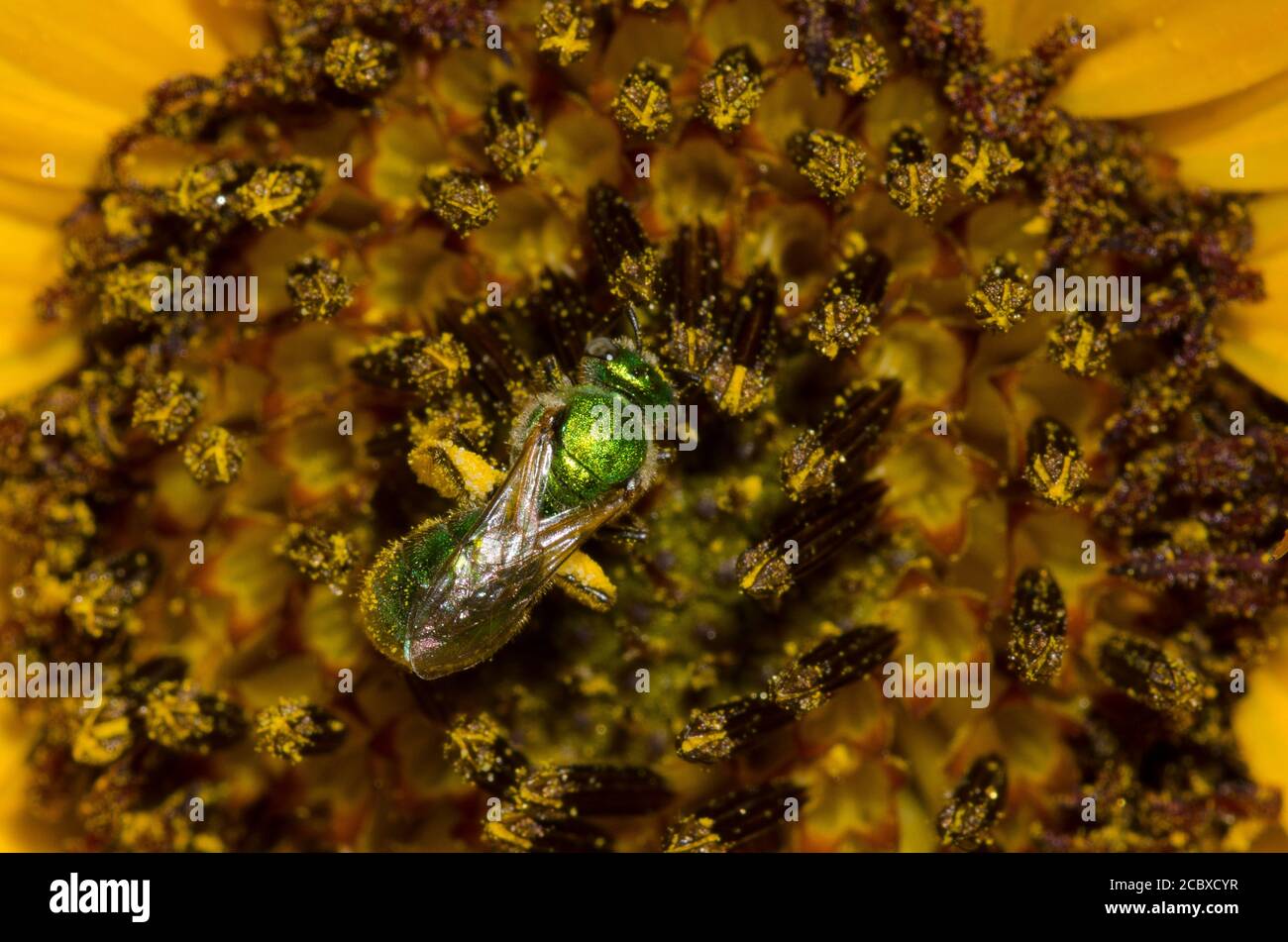 Sweat Bee, Augochlorella sp., foraging on Common Sunflower, Helianthus annuus Stock Photo