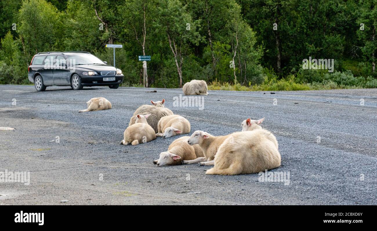 Sheep ewes and lambs resting in a Norwegian road oblivious to traffic driving by - Oppland Norway Stock Photo