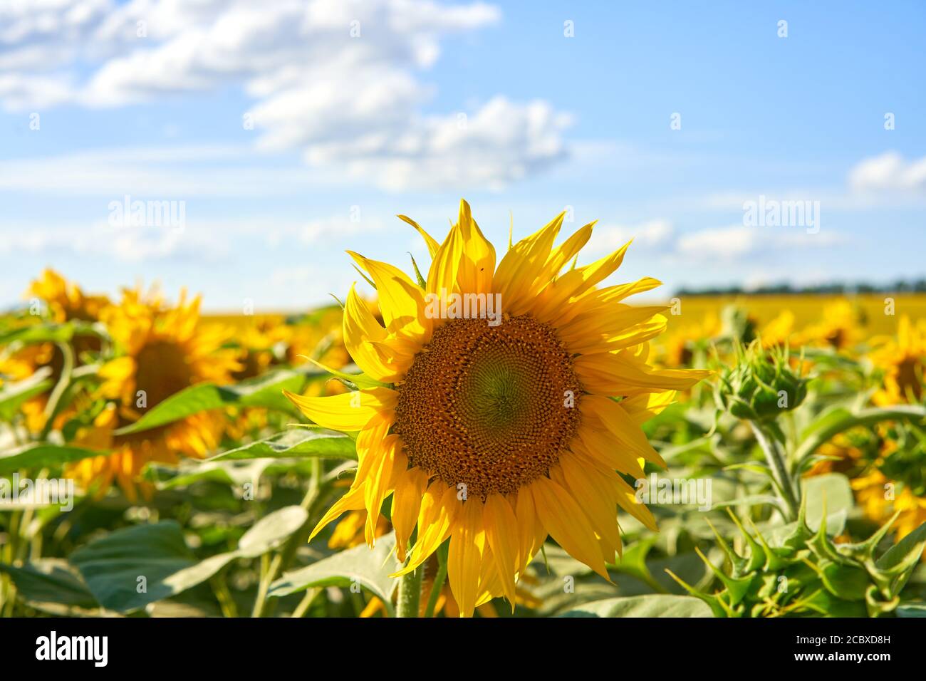 Sunflower agricultural field cloudy sky background Harvest season