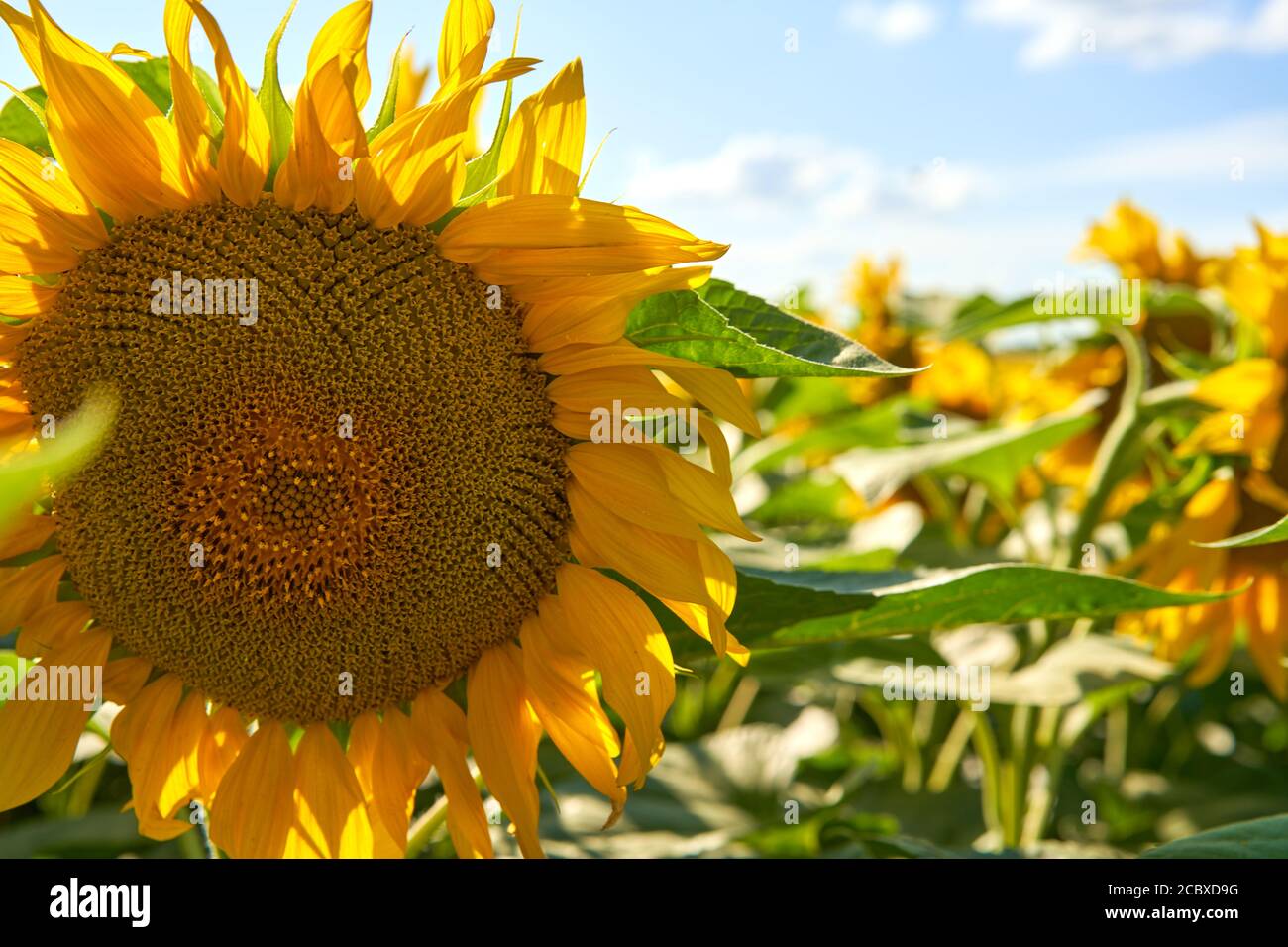 Sunflower agricultural field cloudy sky background Harvest season