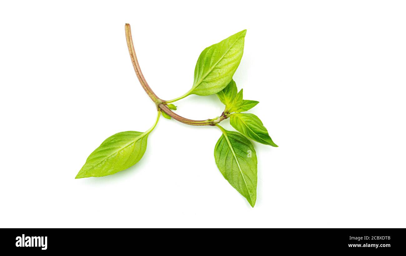 Green basil leaves on a white background Stock Photo Alamy