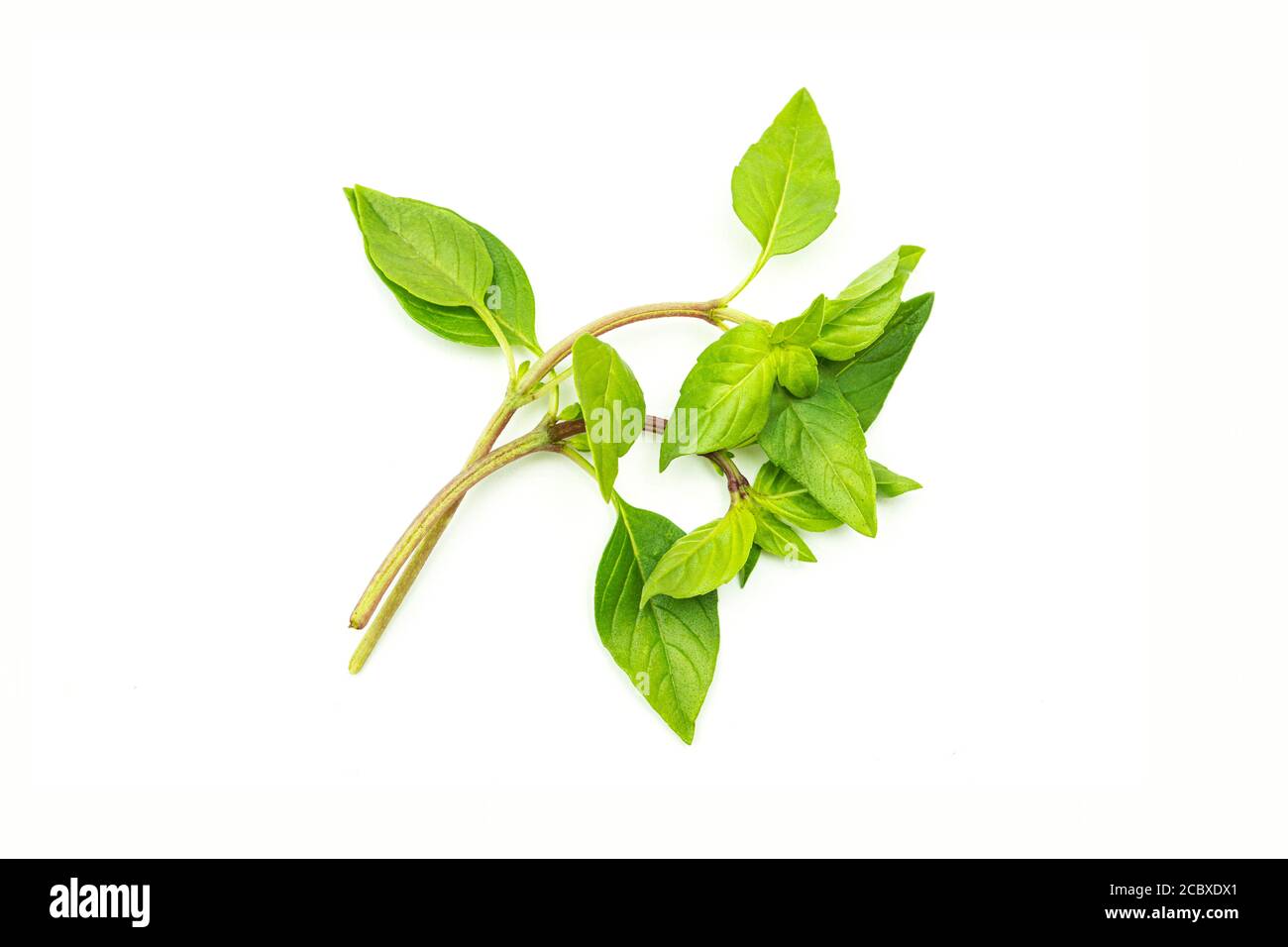 Green basil leaves on a white background Stock Photo Alamy