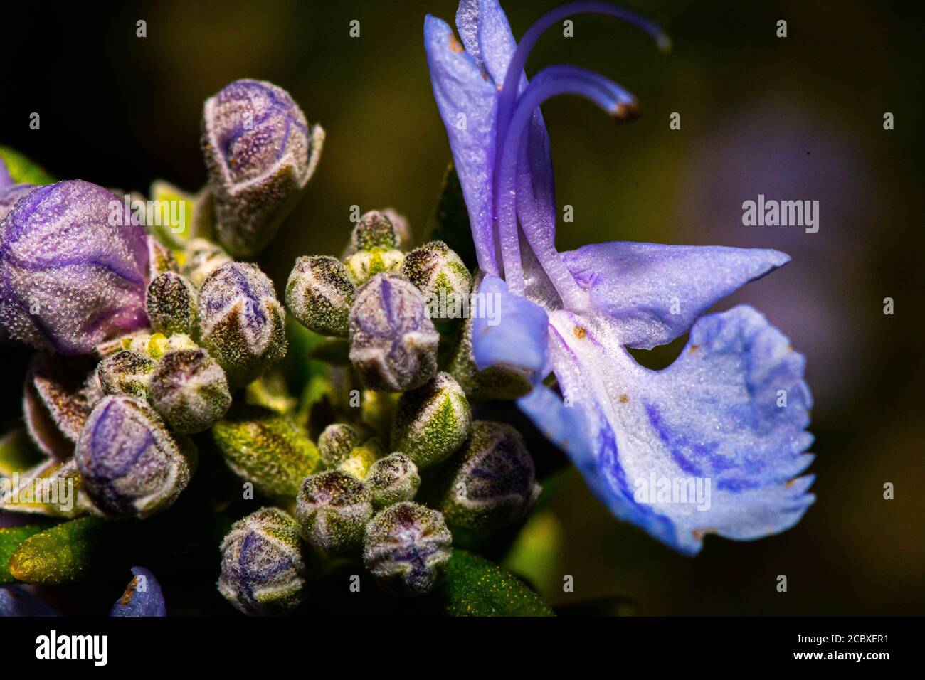 Macro photography of flowers Stock Photo
