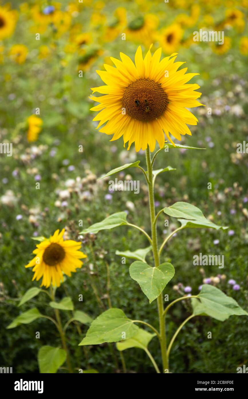 Wild Sunflowers (Helianthus) growing in a field in the UK Stock Photo