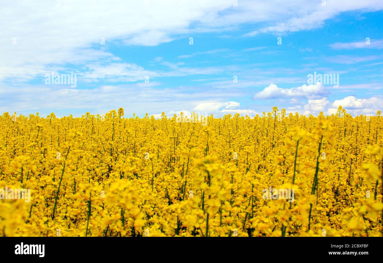 Yellow field rapeseed in bloom with blue sky and white clouds. Peaceful ...