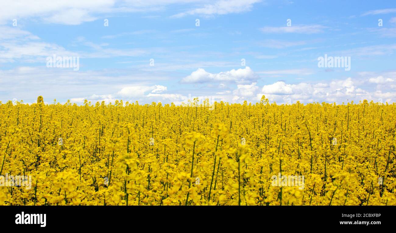 Yellow field rapeseed in bloom with blue sky and white clouds. Peaceful ...