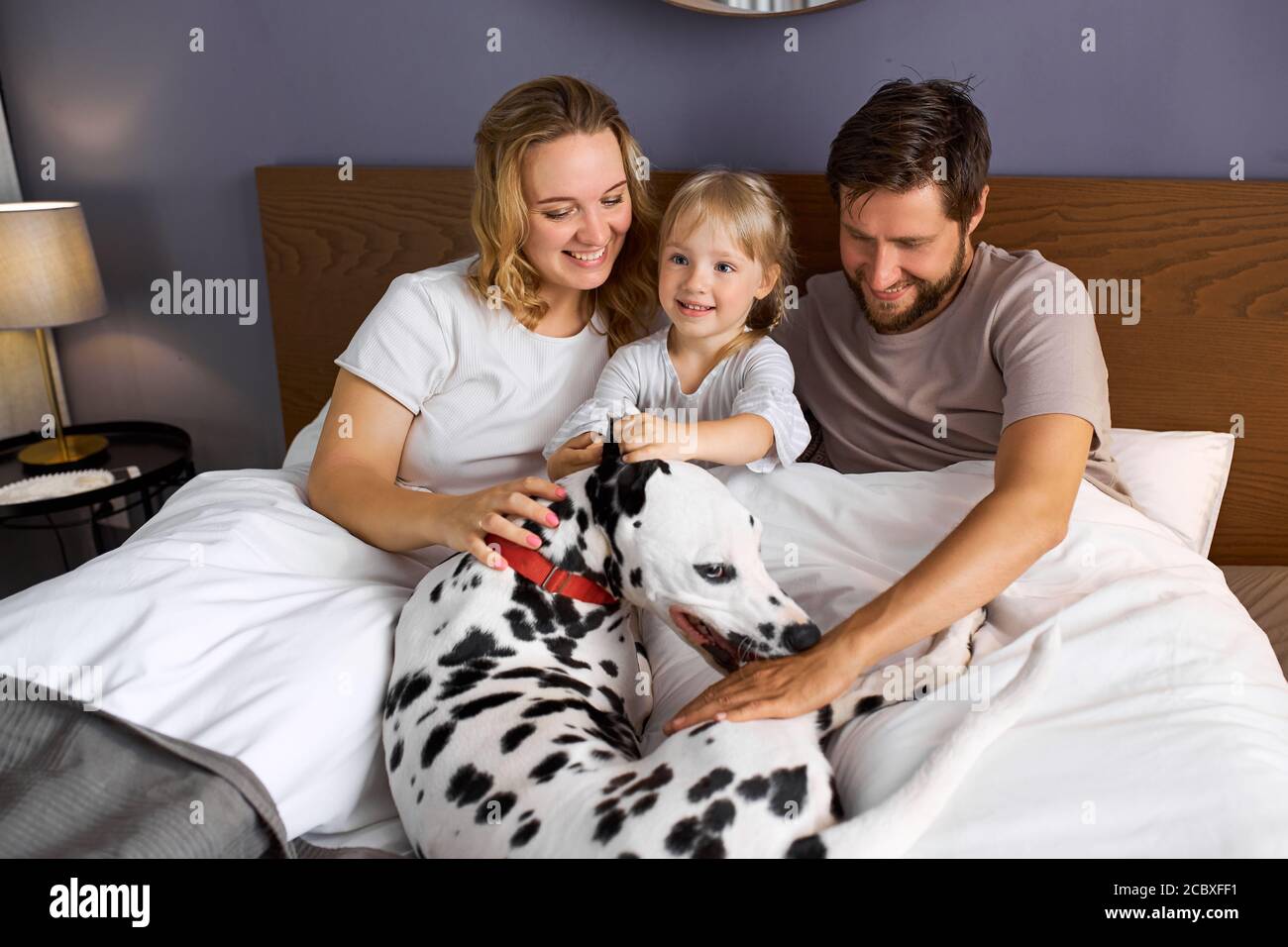 dalmatian pet dog is the member of friendly caucasian family, adorable