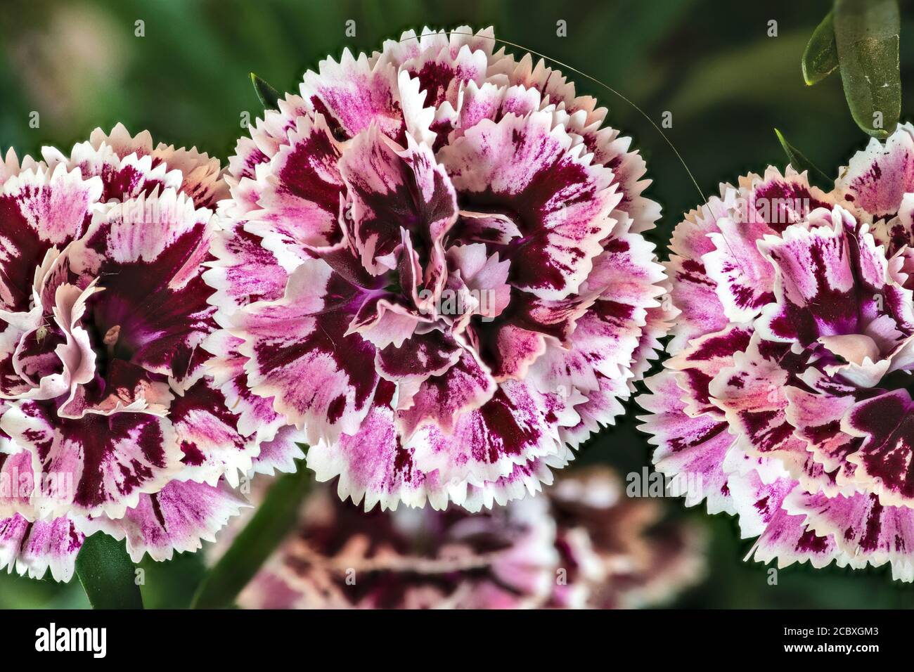 White + Velvet Carnation Flower (Dianthus caryophyllus Stock Photo - Alamy