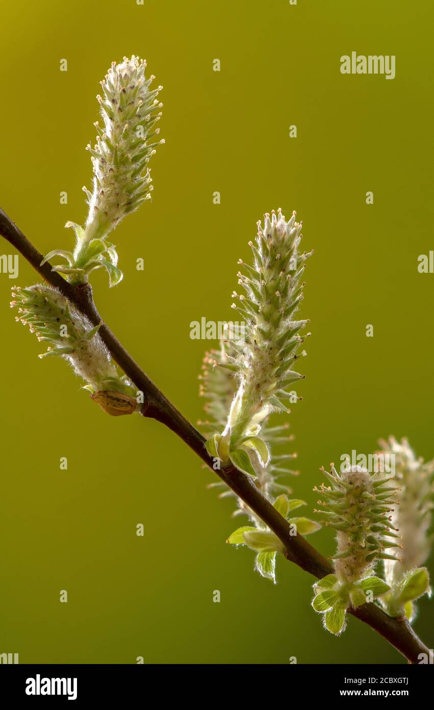 Female catkins of Grey Willow, Salix cinerea, in flower in early spring. Stock Photo