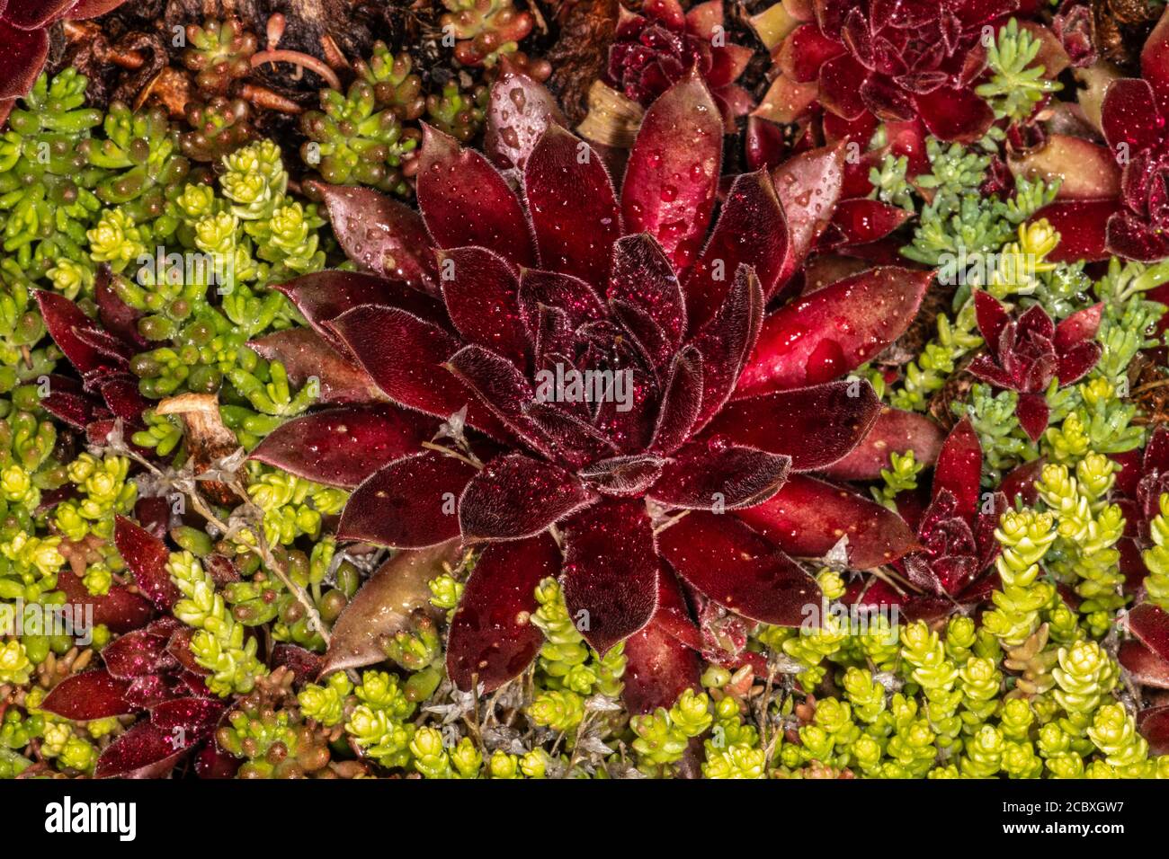 Houseleek (Sempervivum spec.) and Stonecrop (Sedum spec.) Plants Stock Photo