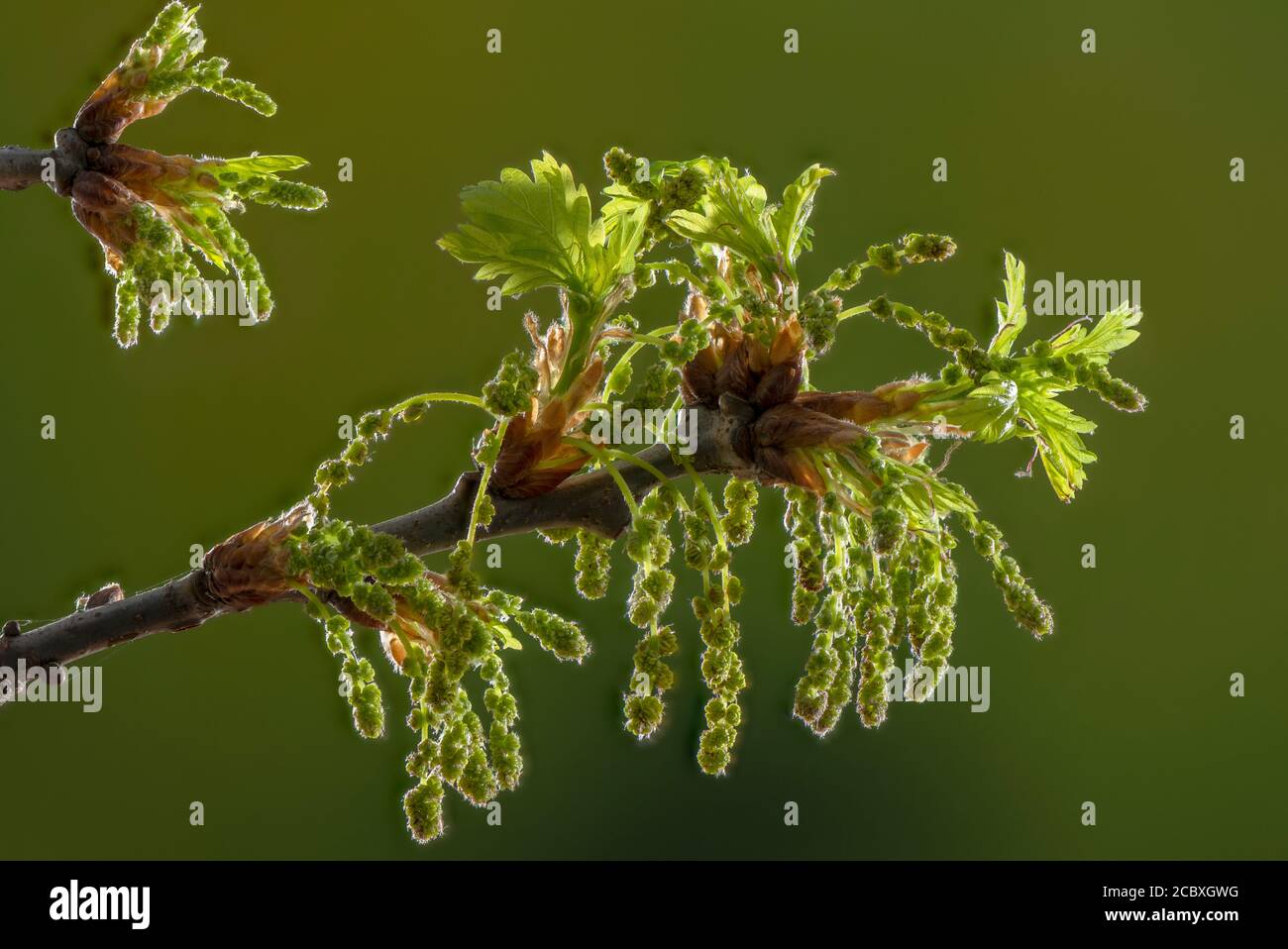 Oak tree catkins hi-res stock photography and images - Alamy