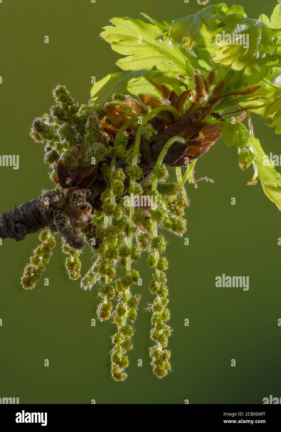 Oak tree catkins hires stock photography and images Alamy