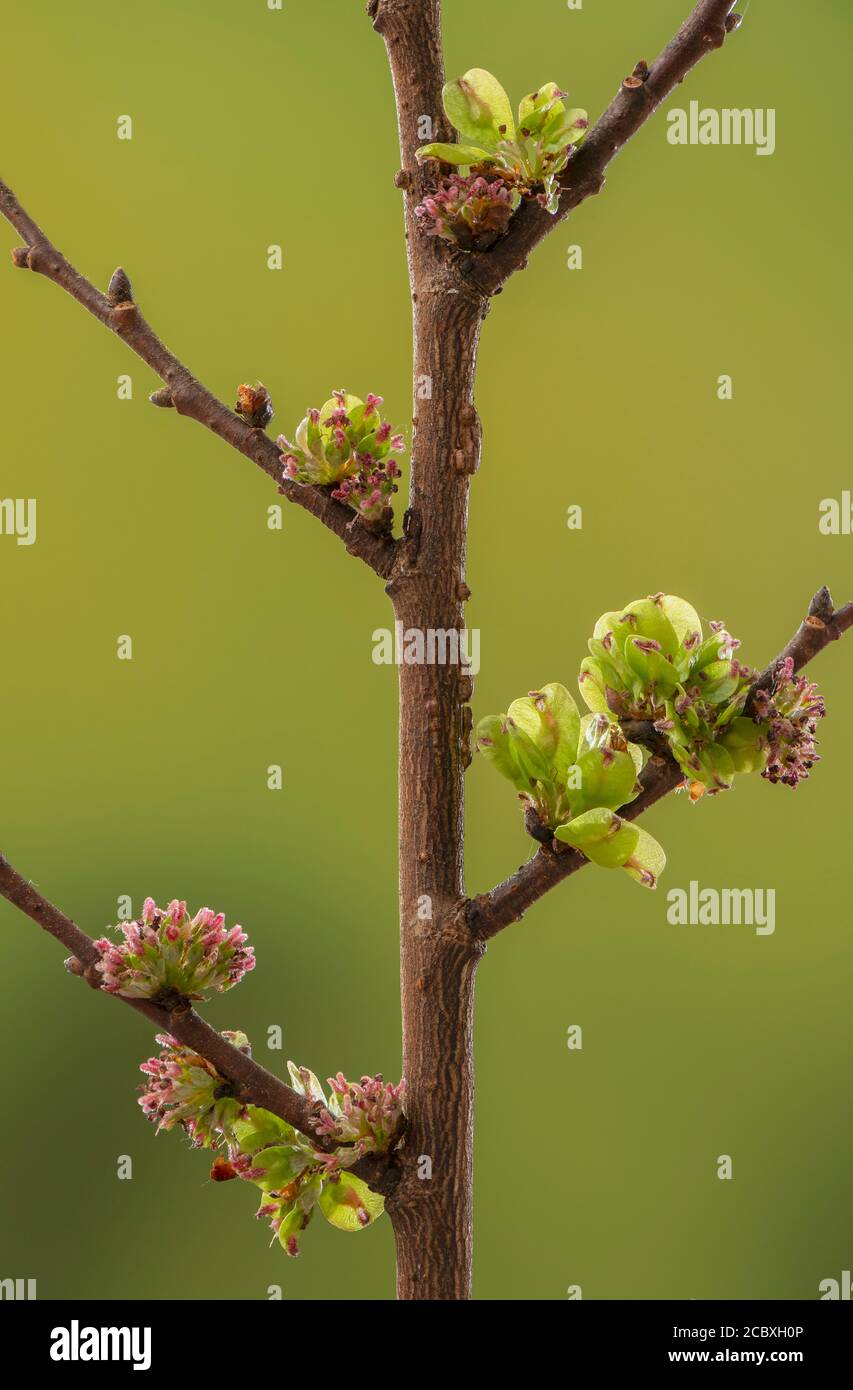 Flowers and developing fruits of English Elm, Ulmus procera, in early spring. Stock Photo