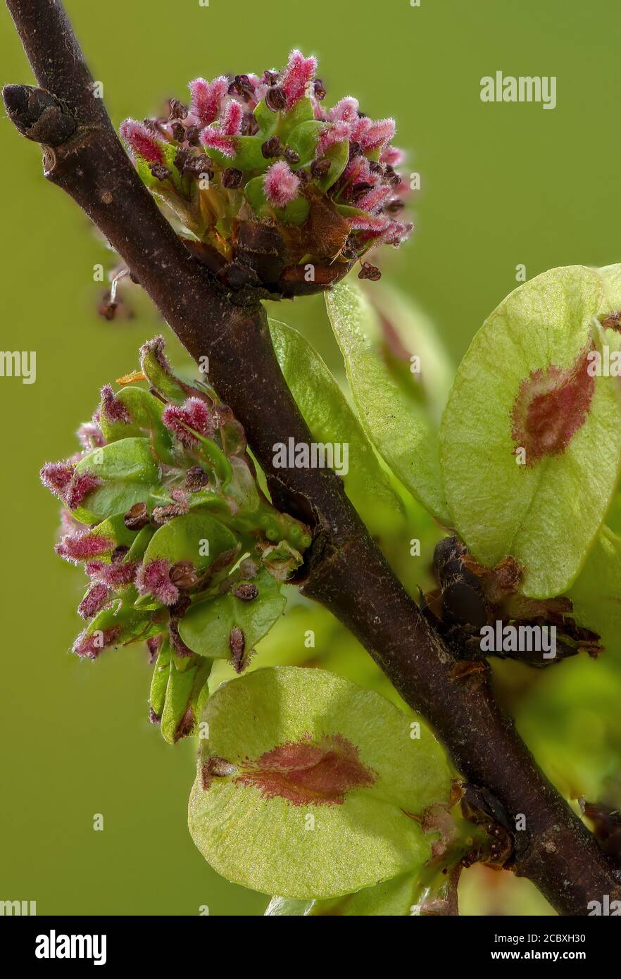 Flowers and developing fruits of English Elm, Ulmus procera, in early spring. Stock Photo
