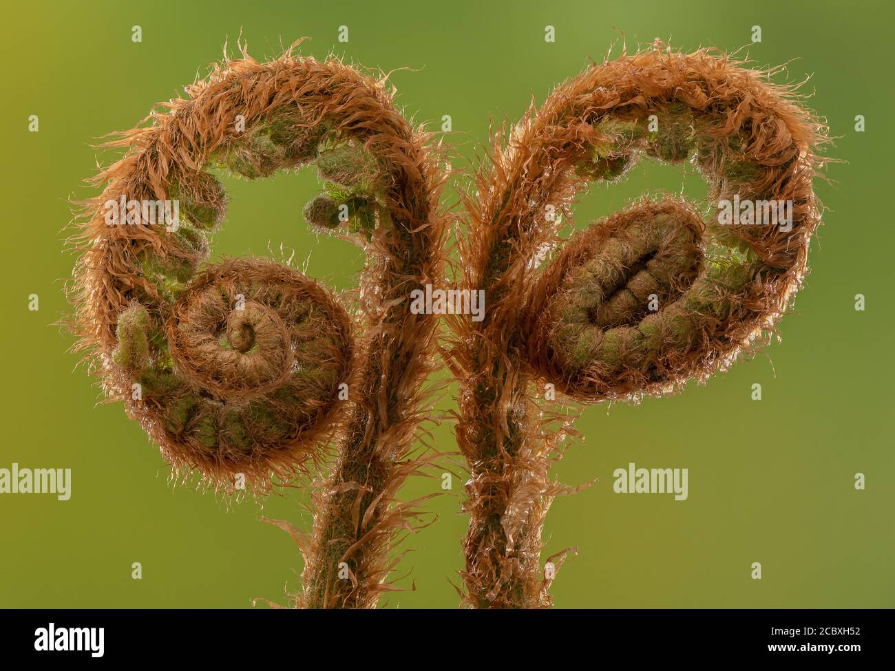 Fronds of Soft shield fern, Polystichum setiferum, unfurling in spring. Woodland, Dorset. Stock Photo