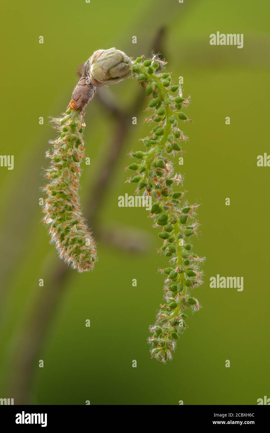 Female catkins of Grey Poplar, Populus canescens in early spring. Stock Photo