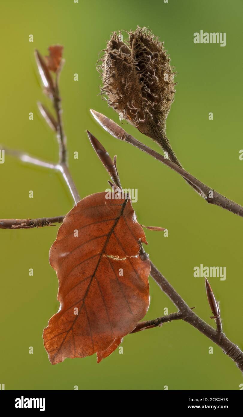 Beech mast, Fagus sylvatica, in winter with leaves and buds. Stock Photo