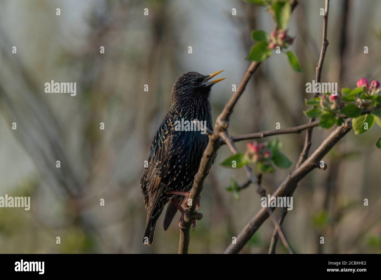 Adult Starling, Sturnus vulgaris, in breeding plumage, perched in apple tree. Stock Photo