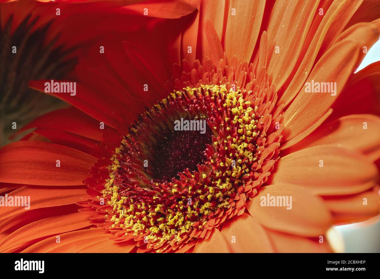 Flower of an Orange Gerbera Daisy (Gerbera jamesonii) Stock Photo