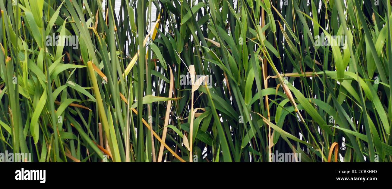Close up of a clump of blooming grass-like sedge Carex n. Reichard, Carex acuta, commonly known as common sedge, black sedge or smooth black sedge. Stock Photo