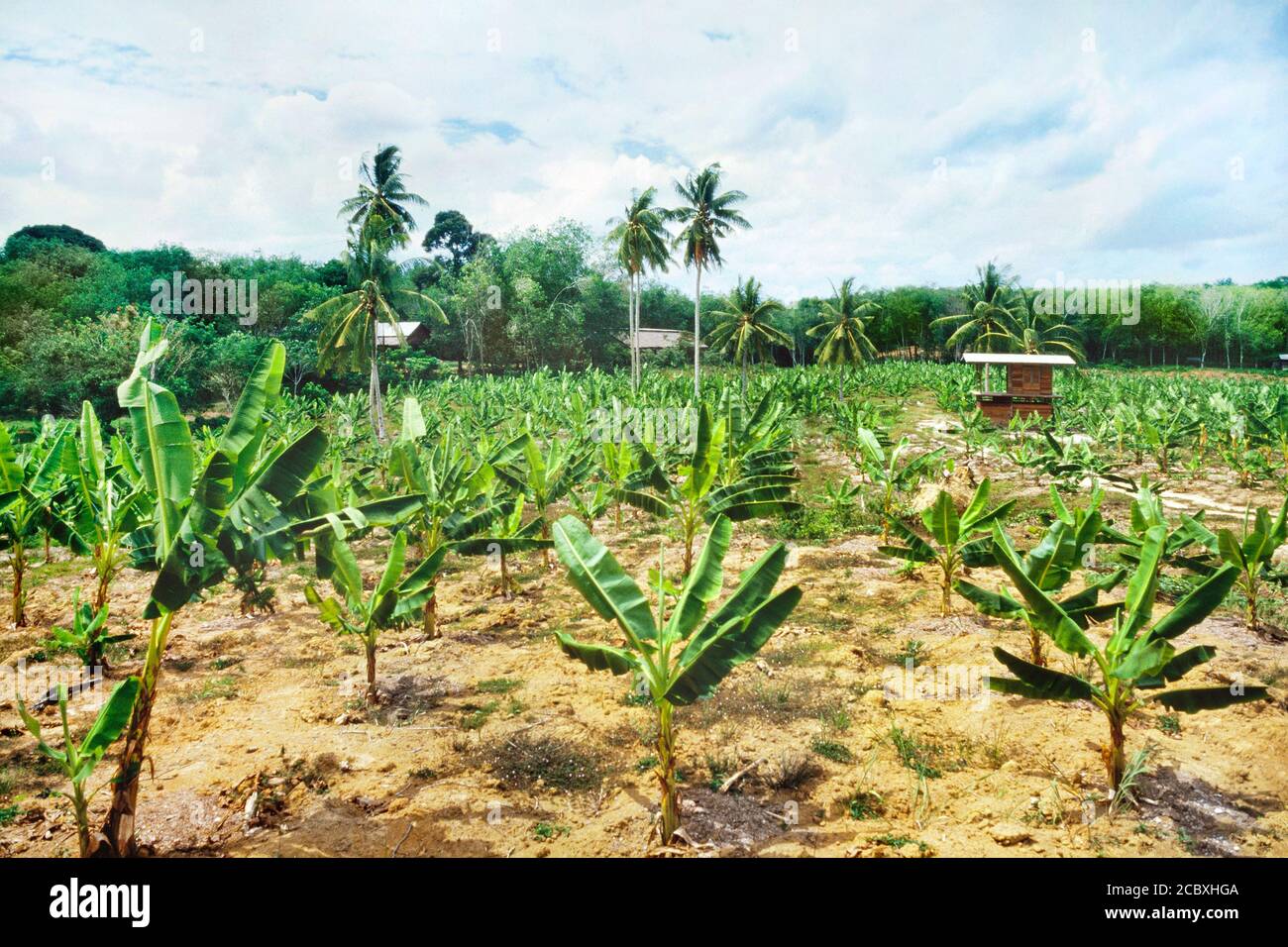 Small banana plantation, Malaysia Stock Photo