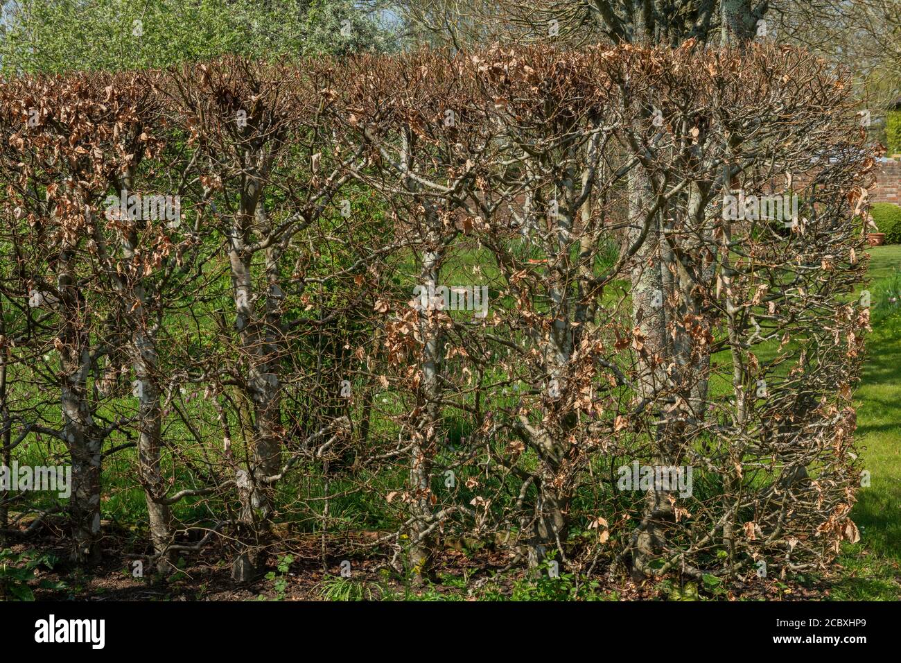 Beech hedge with leaves, juvenile foliage, retained, through the winter. Stock Photo
