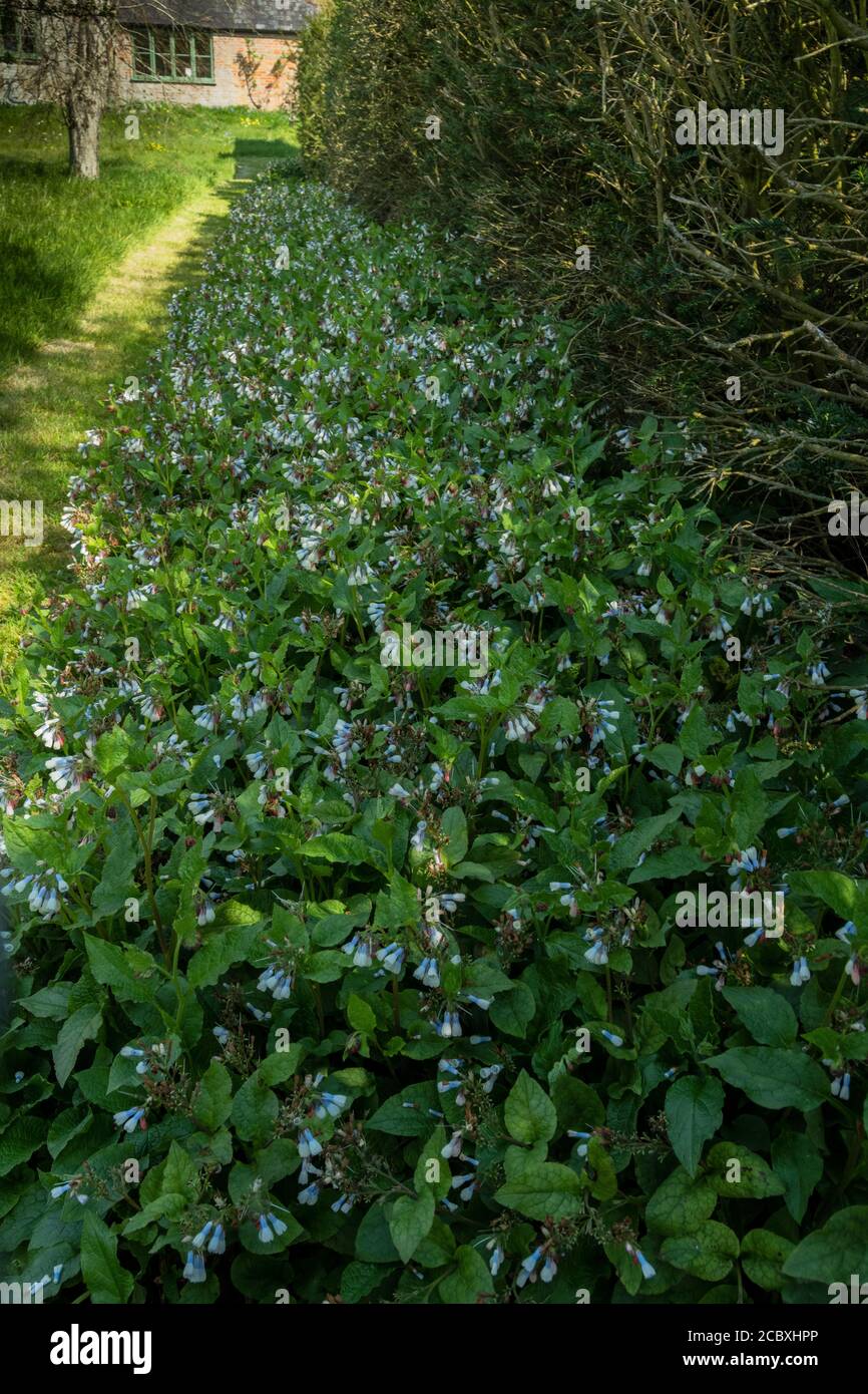 Border of Symphytum 'Hidcote Blue' in spring, in a Dorset garden. Stock Photo