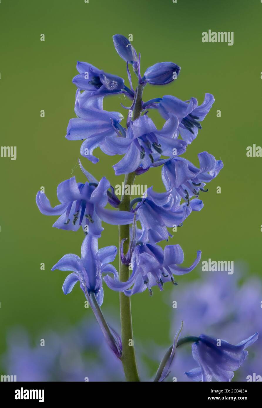 Hybrid bluebell,  Hyacinthoides × massartiana, in flower in woodland. Stock Photo