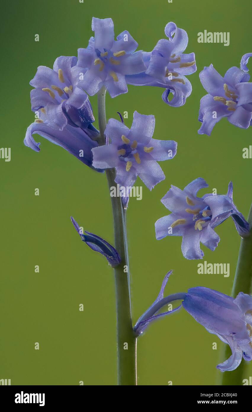 Bluebells, Hyacinthoides non-scripta in flower in spring, showing cream anthers. Stock Photo