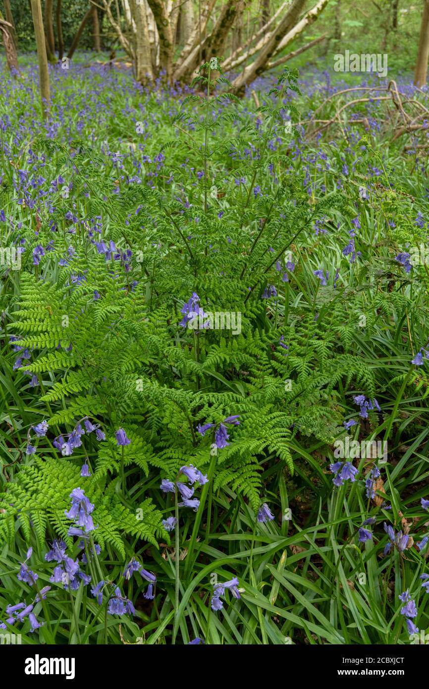 Broad Buckler-fern, Dryopteris dilatata, growing among bluebells in coppice woodland in spring, Dorset. Stock Photo