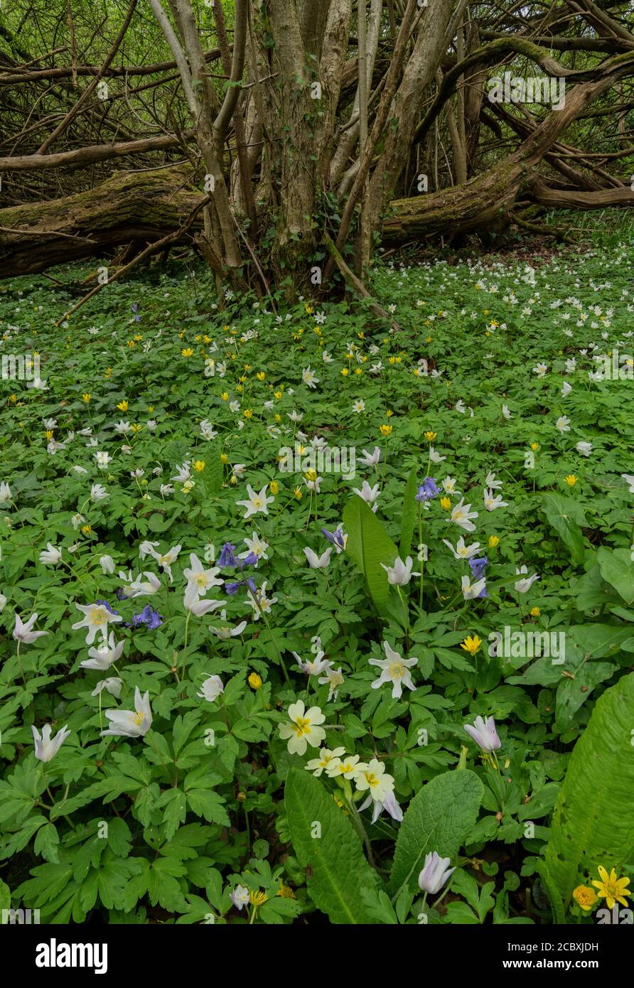 Spring flowers in coppiced hazel woodland; mainly Wood Anemones, Primroses and Bluebells. Dorset. Stock Photo