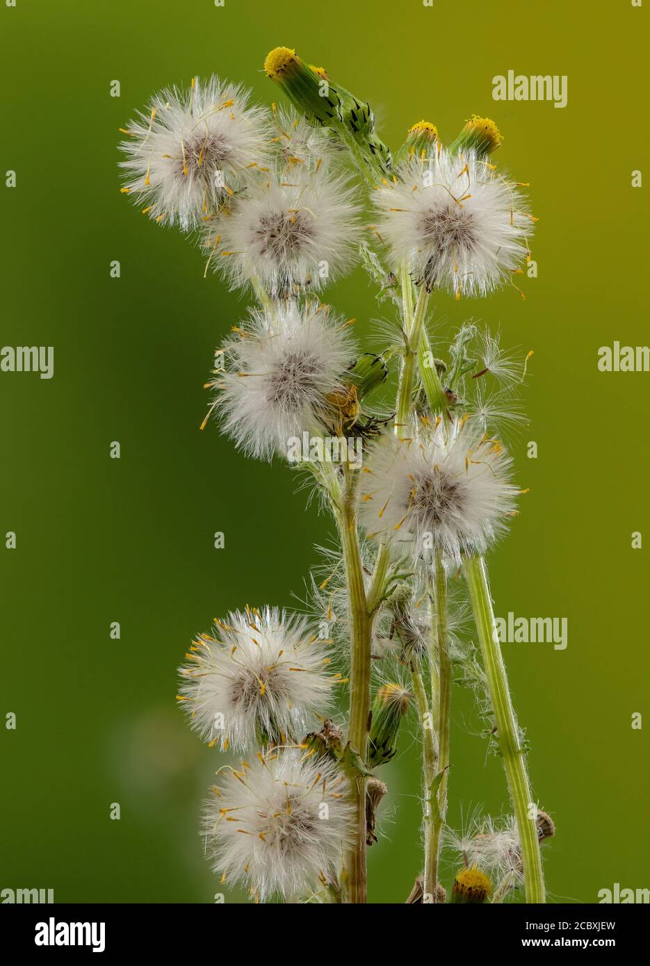 Common Groundsel, Senecio vulgaris, in flower and fruit. Stock Photo