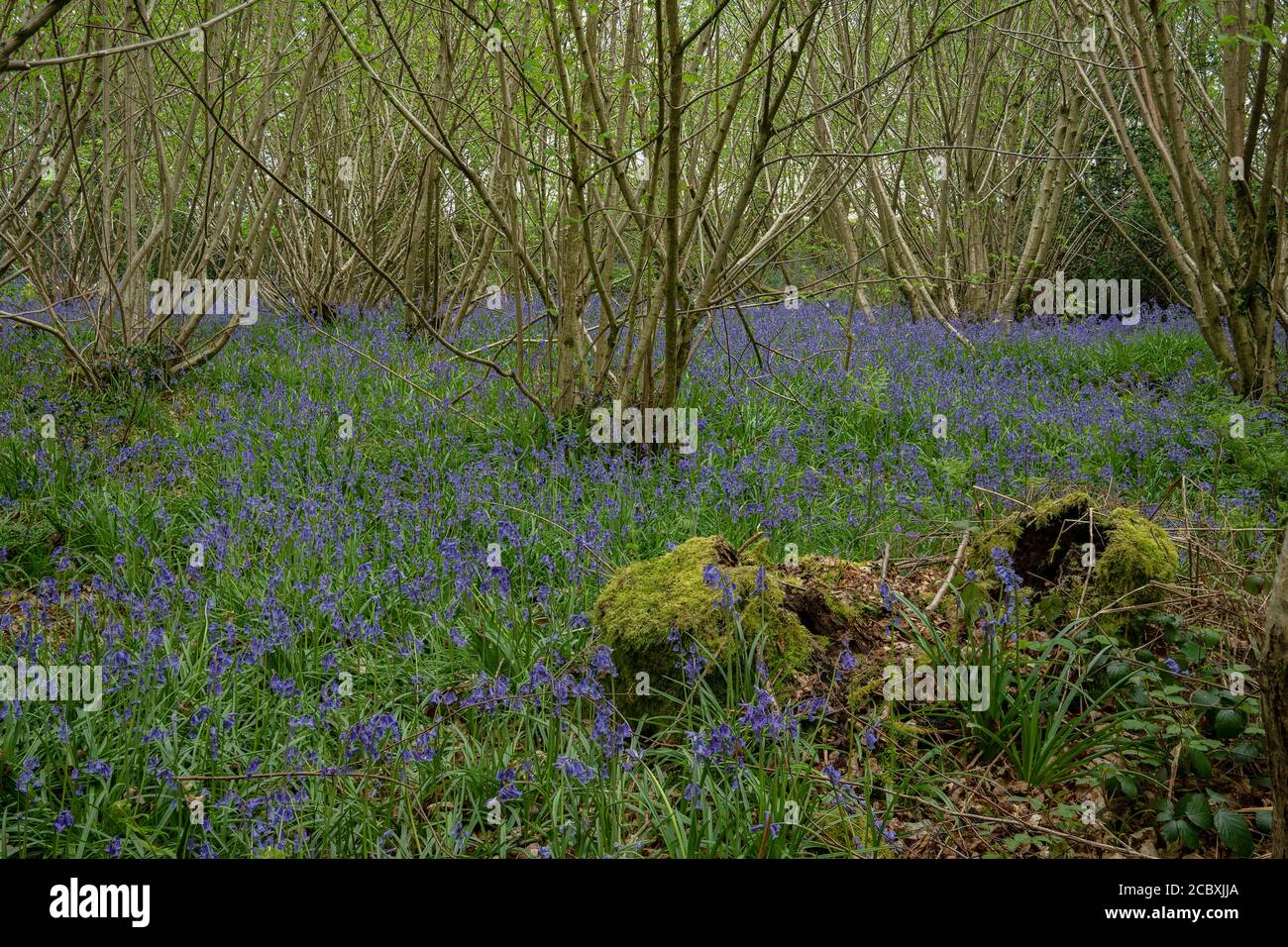 Bluebells in Hazel coppice in spring in Ashley Wood, East Dorset. DWT Nature reserve. Stock Photo