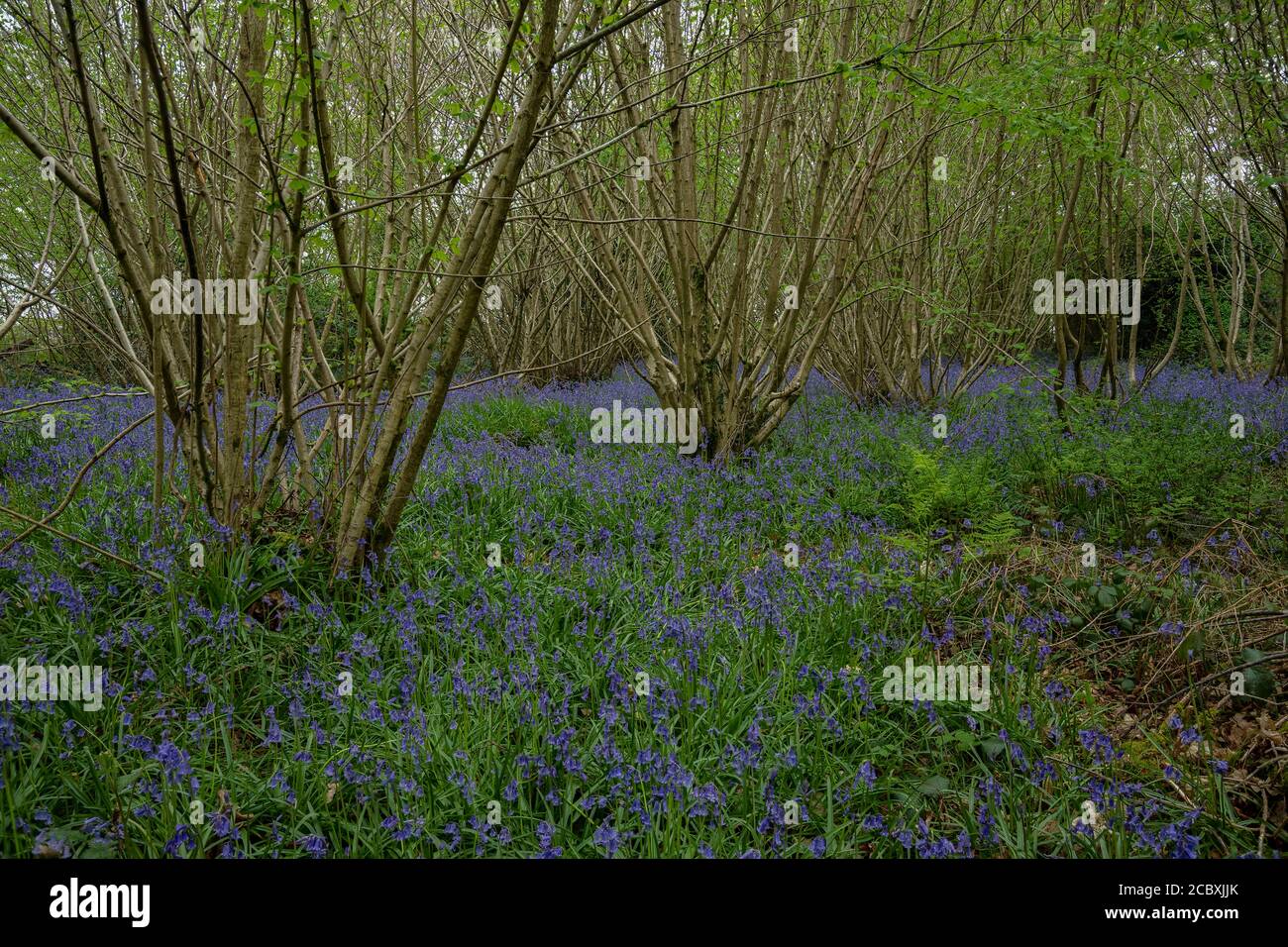 Bluebells in Hazel coppice in spring in Ashley Wood, East Dorset. DWT Nature reserve. Stock Photo