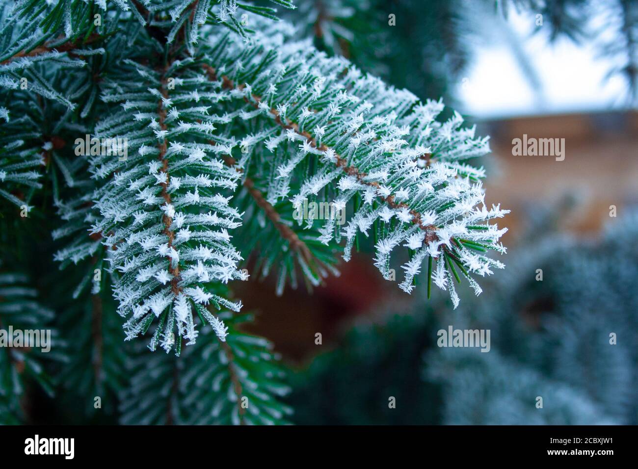 Closeup close up branch hi-res stock photography and images - Alamy