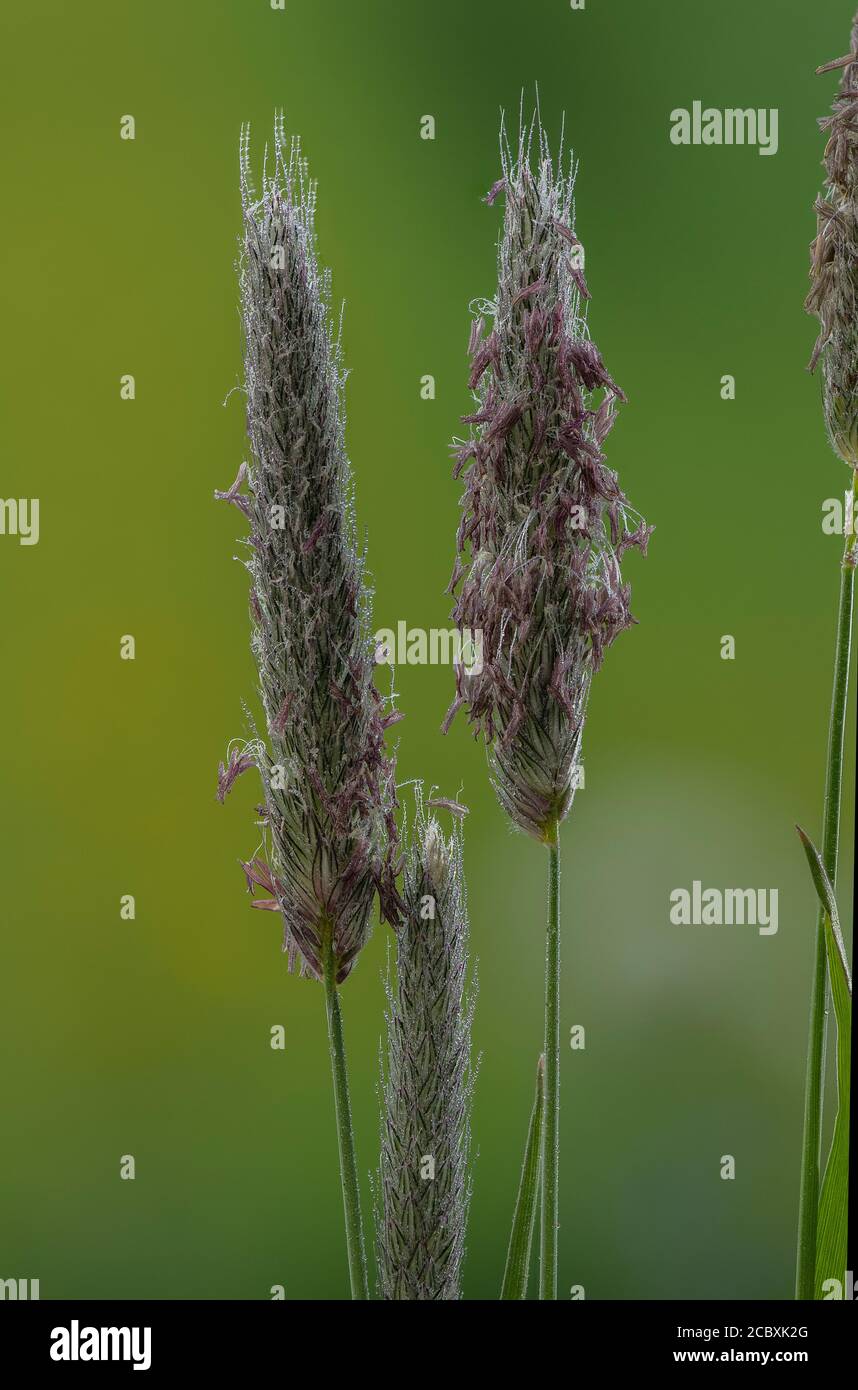 Meadow foxtail, Alopecurus pratensis, in flower in meadow in spring. Stock Photo