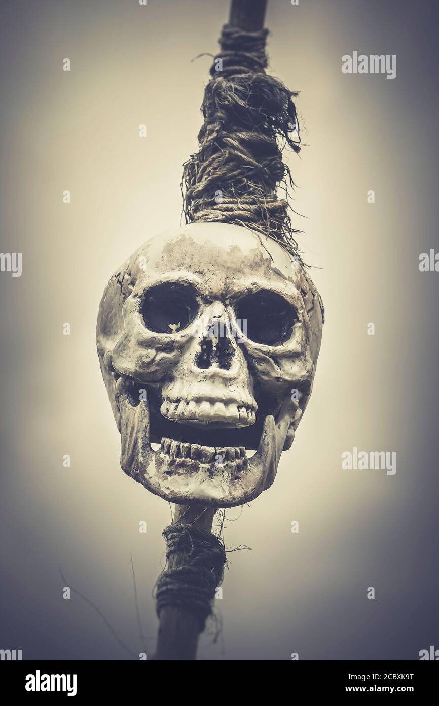 Front close up of terrifying, scary human skull isolated outdoors, tied to post. Concept horror, terror, fear, death, sacrifice, Halloween. Stock Photo