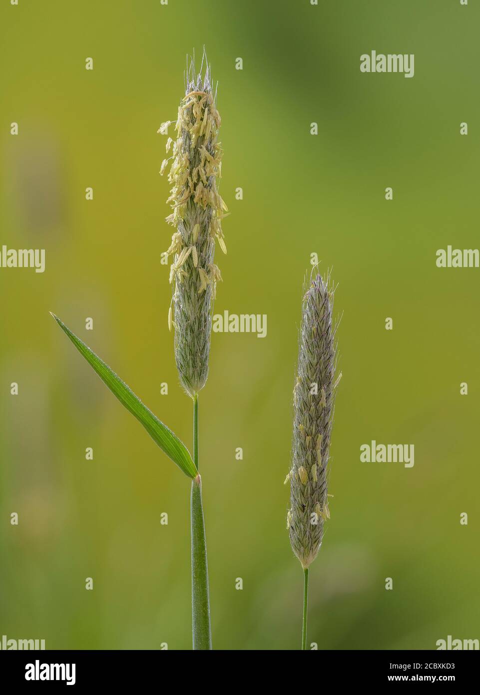 Meadow foxtail, Alopecurus pratensis, in flower in meadow in spring