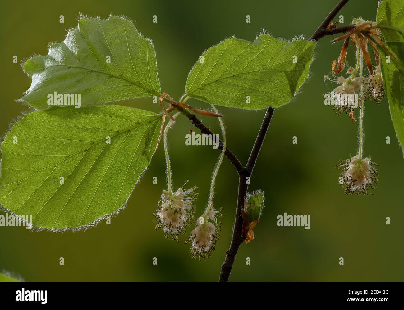 Male flowers of Beech, Fagus sylvatica, in spring. Stock Photo