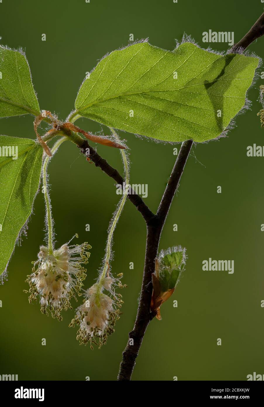 Male flowers of Beech, Fagus sylvatica, in spring. Stock Photo