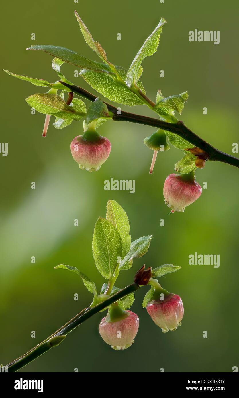Bilberry, Vaccinium myrtillus, in flower in spring, Dorset. Stock Photo