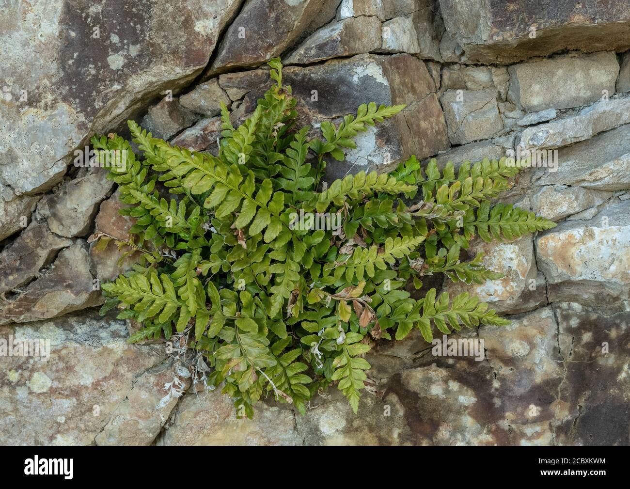 Sea spleenwort, Asplenium marinum, fronds in limestone cave, Purbeck, Dorset. Stock Photo