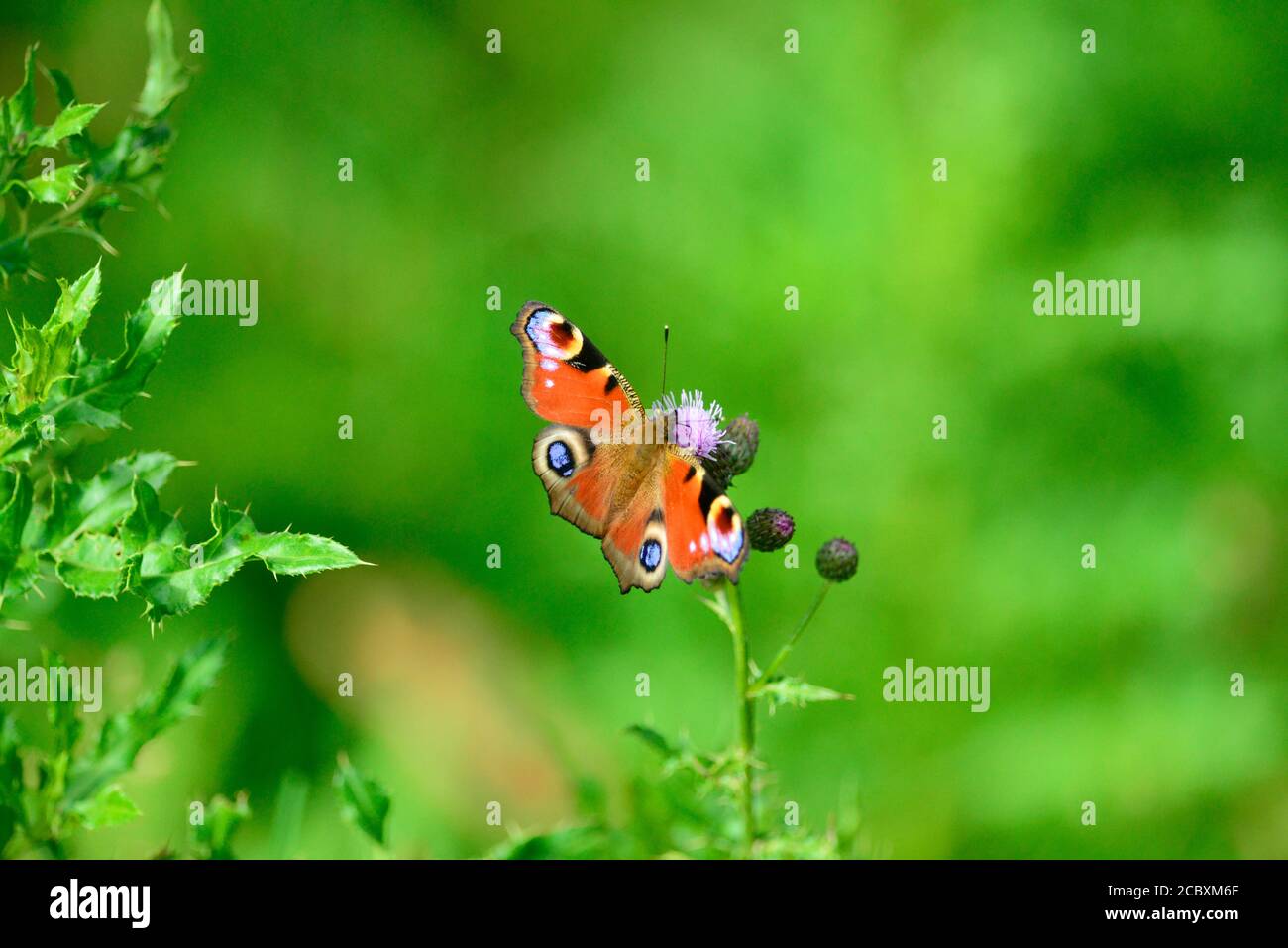 Peacock butterfly Stock Photo