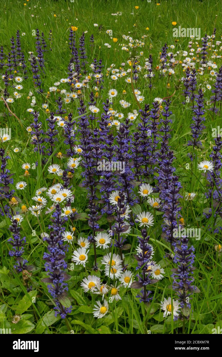 Roadside verge mown hires stock photography and images Alamy