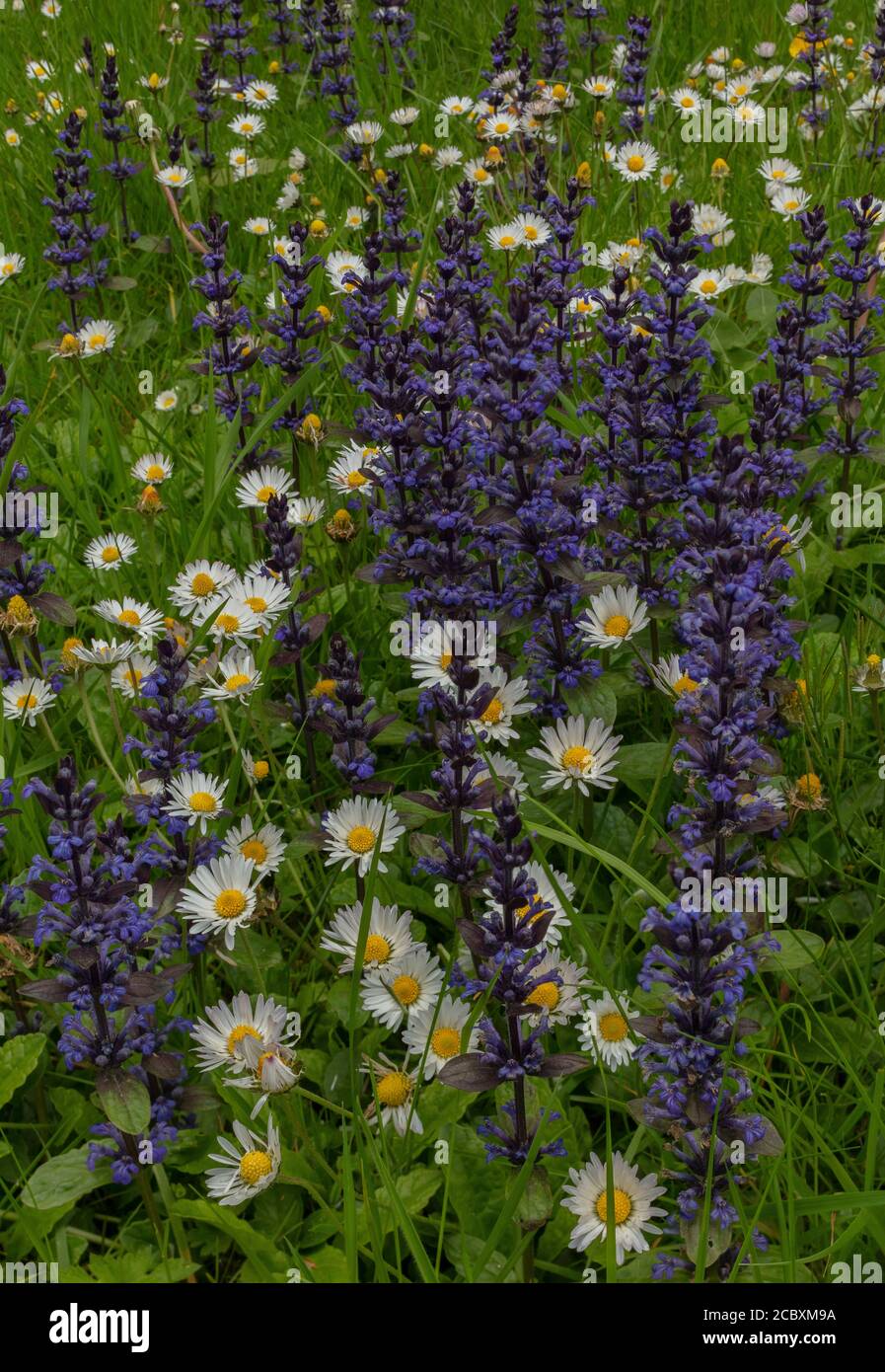 Mown grassland full of Bugle and Daisies in spring, Dorset. Stock Photo