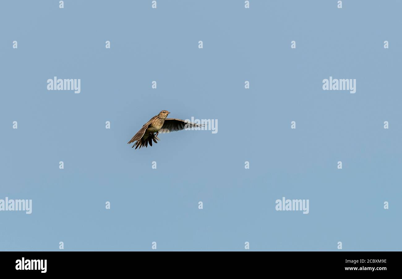 Skylark, Alauda arvensis, in song flight in spring over nesting area. Dorset. Stock Photo
