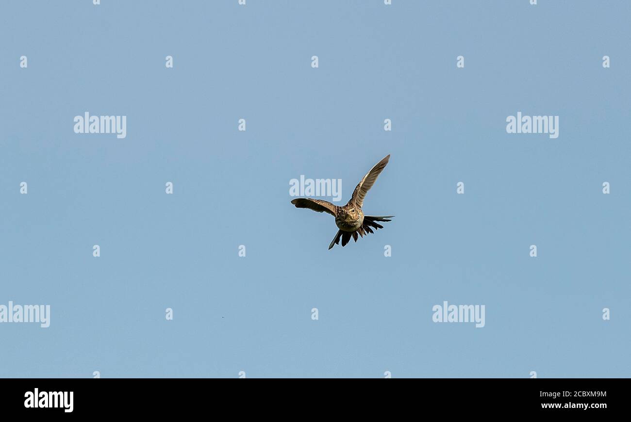 Skylark, Alauda arvensis, in song flight in spring over nesting area. Dorset. Stock Photo