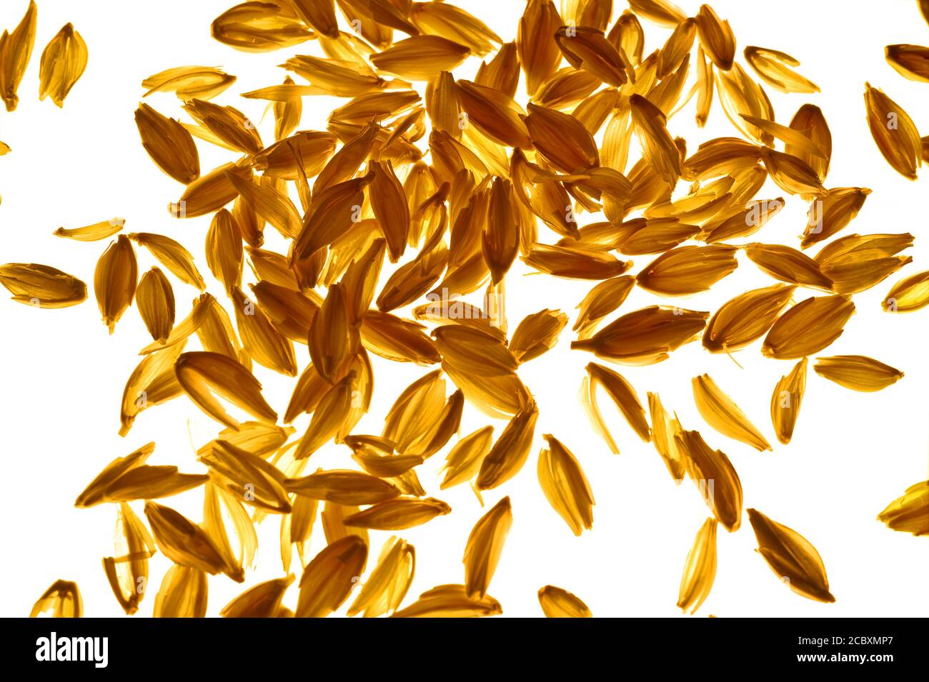 Rice is the most consumed cereal by the human population in the world and is the basis of Asian cuisine. It is the main food for about half of the wor Stock Photo